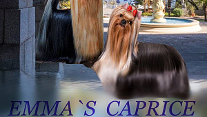 Emma`s Caprice JACQUELINE TRUE LADY EMMA'S CAPRICE &mdash; Labaza DogPedigree YorkshireTerrier
